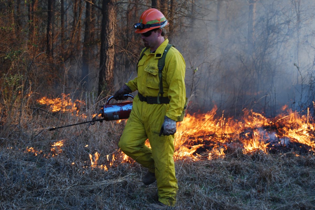 Here's how California has increased forest management and wildfire